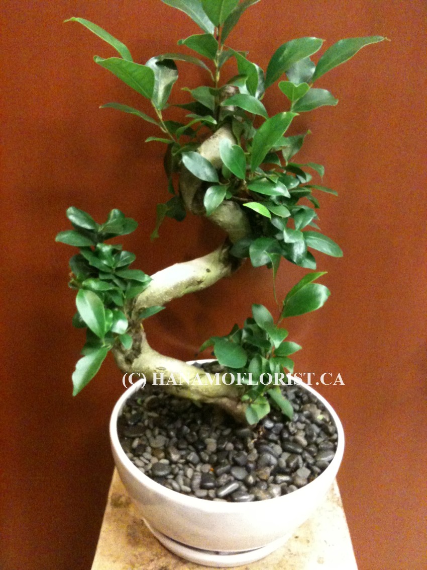 BONS122 BONSAI Microcarpa for Indoor 20"