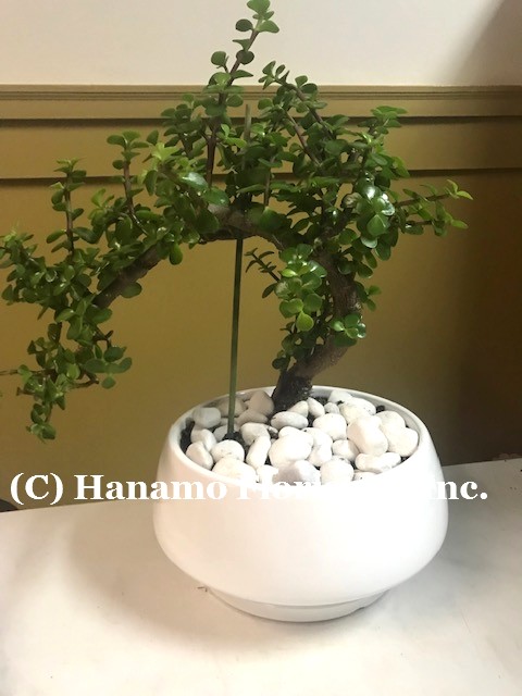 BONS125 Bonsai Style Jade Plant (Crassula Ovata) Indoor