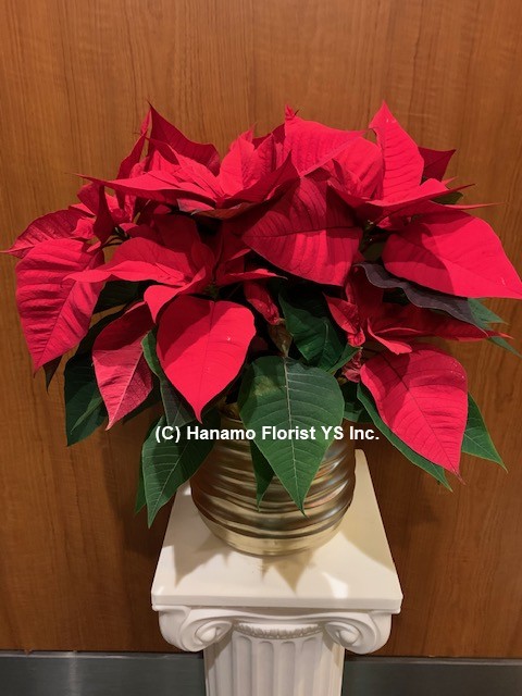 CMAS046 Medium Large Red Poinsettia in Ceramic Pot with Ribbon