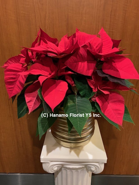 CMAS046 Quality Medium Poinsettia in Ceramic Pot with Ribbon - Click Image to Close