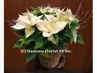 CMAS123 Decorated Large White Poinsettia - Click Image to Close