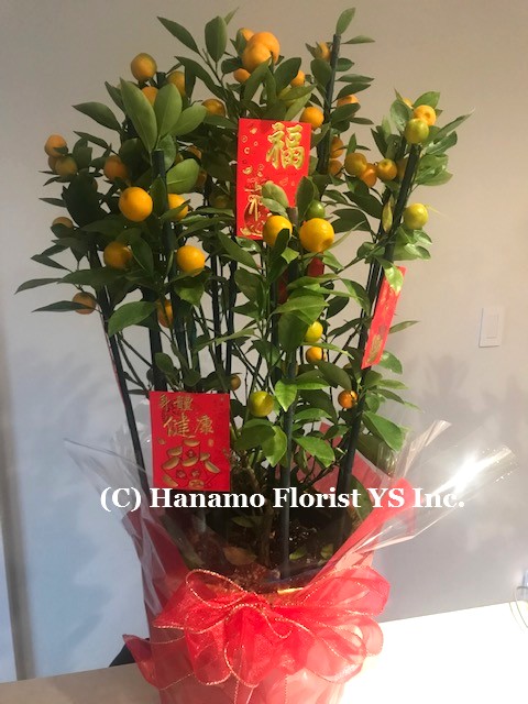 CNY104 Lunar New Year decorated Orange Plant XL - Click Image to Close