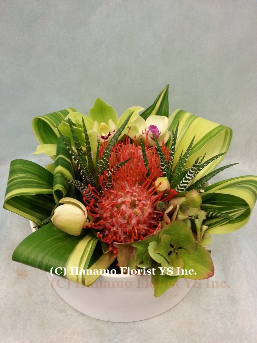 HANA1006 Unique Low Arrangement