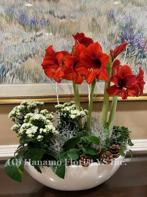 CMAS1230 Amaryllis & Festive Plants Large