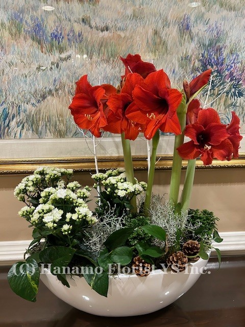 CMAS1230 Amaryllis & Festive Plants Large - Click Image to Close