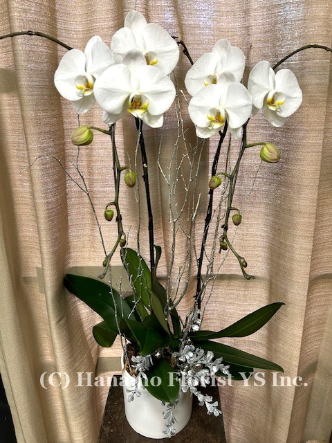 CMAS1212 Decorated 2 Premium Waterfall Orchids