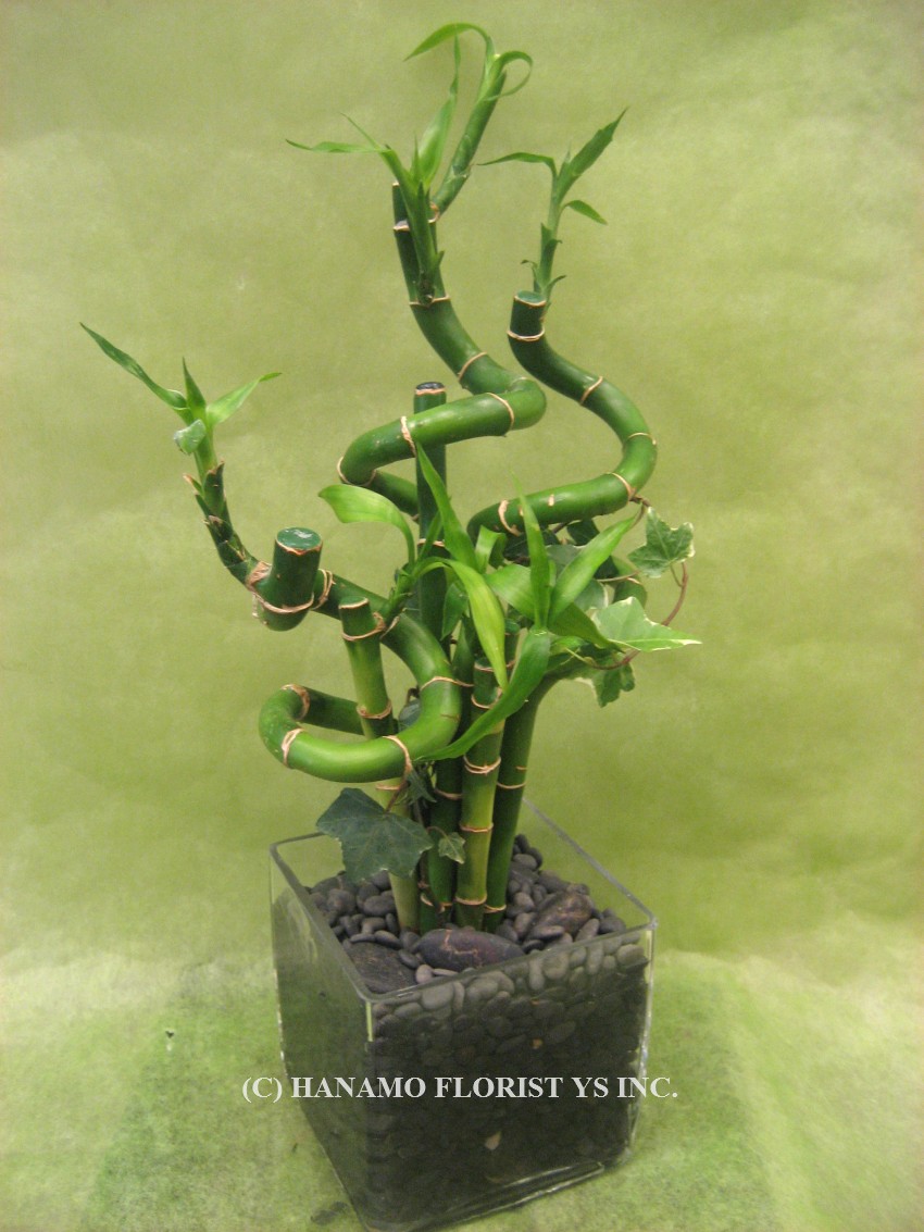 BUSI710 Lucky Bamboos in Cube