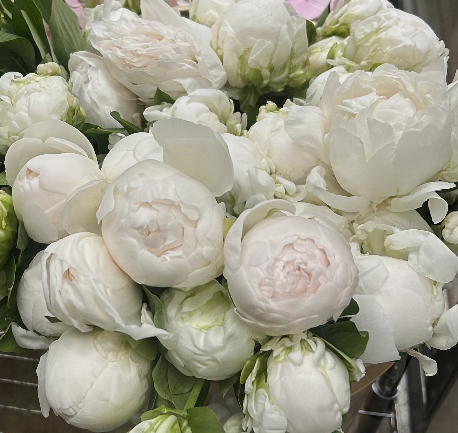 HAND507. Premium Peonies Handtied Bouquet white and/or pink
