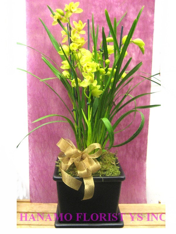 ORCH008 Cymbidium Orchid Plant in a 9" square ceramic pot