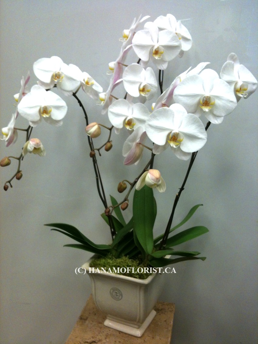 ORCH102 3 Premium White Orchid Standard Size in Pot/Glass