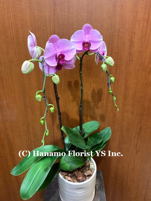 ORCH324P . 2 Premium Orchids Purple / Pink / Yellow in Pot