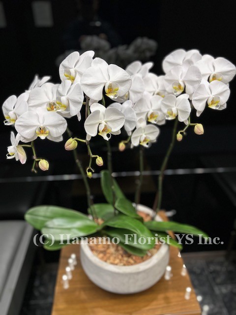 ORCH1125 . 2 Double Stemmed Orchids in a pot - total 4 stems