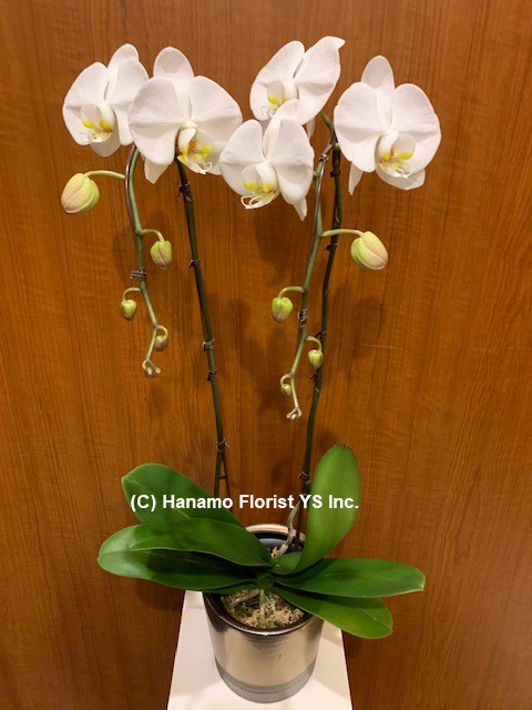 ORCH122. SALE! Double Stem Waterfall White Orchid premium grade