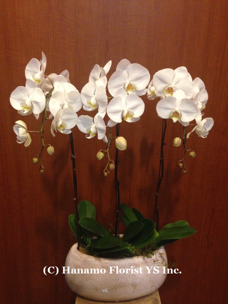 ORCH124. SALE! 3 Premium White Waterfall Orchids in Ceramic Pot - Click Image to Close