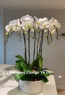 ORCH127 Gorgeous 8 stemmed Waterfall Orchids in a Pot