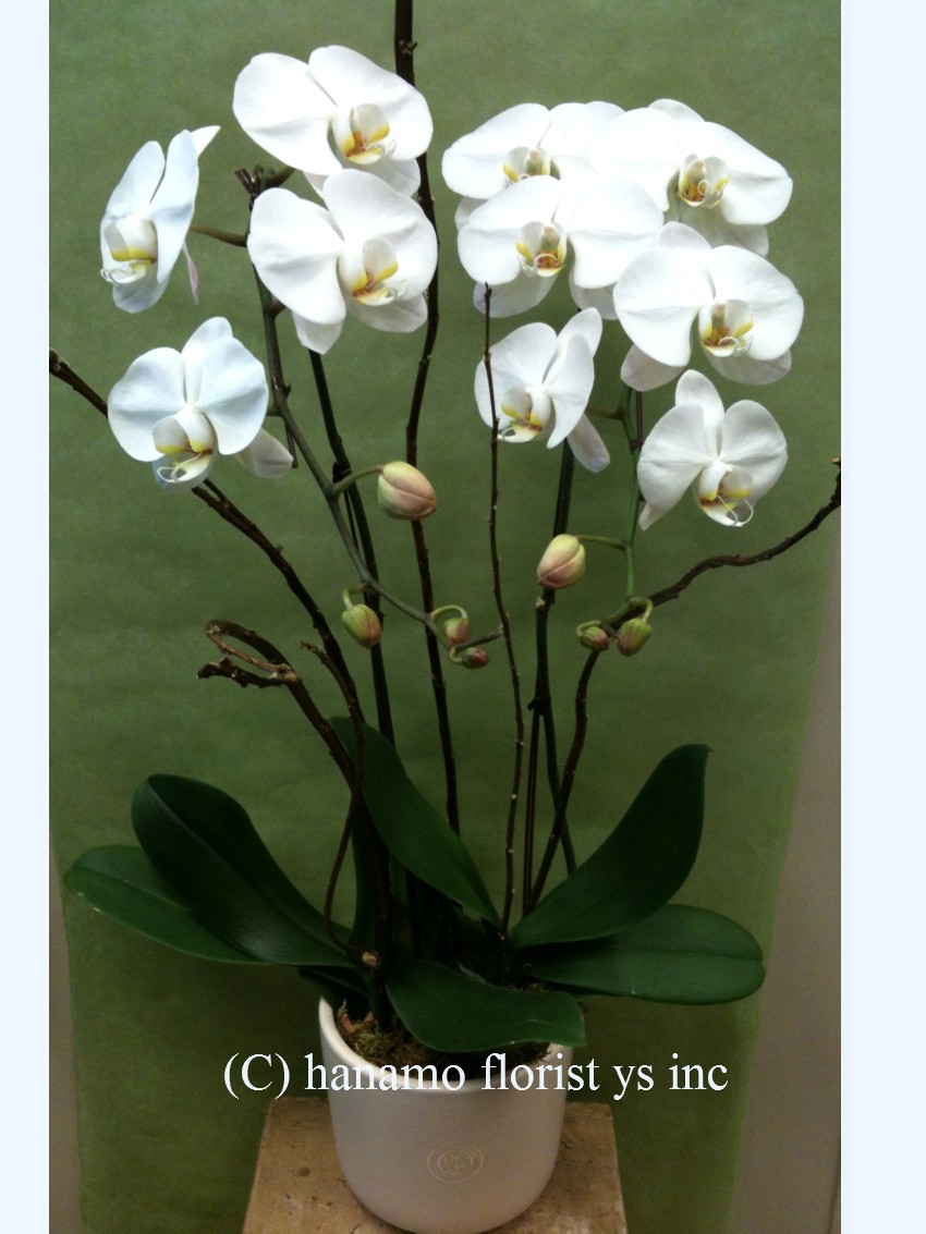 ORCH324 2 Premium White Orchid Standard Size in Pot/Glass