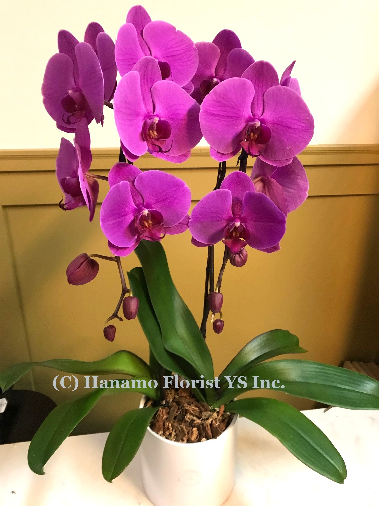 ORCH324P . 2 Premium Orchids Purple / Pink / Yellow in a Pot