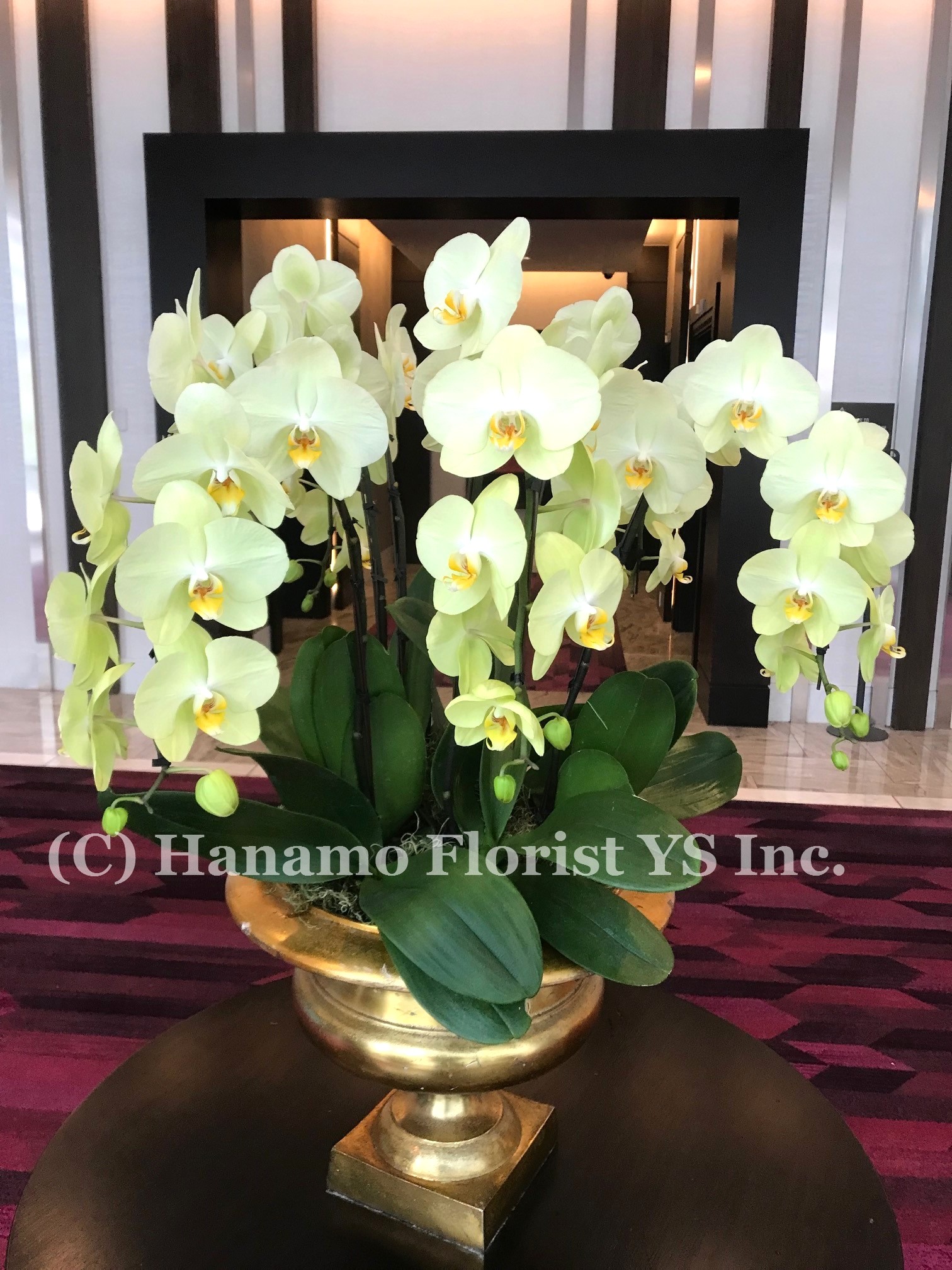 ORCH402 Lobby Yellow Orchid Plants Arrangement