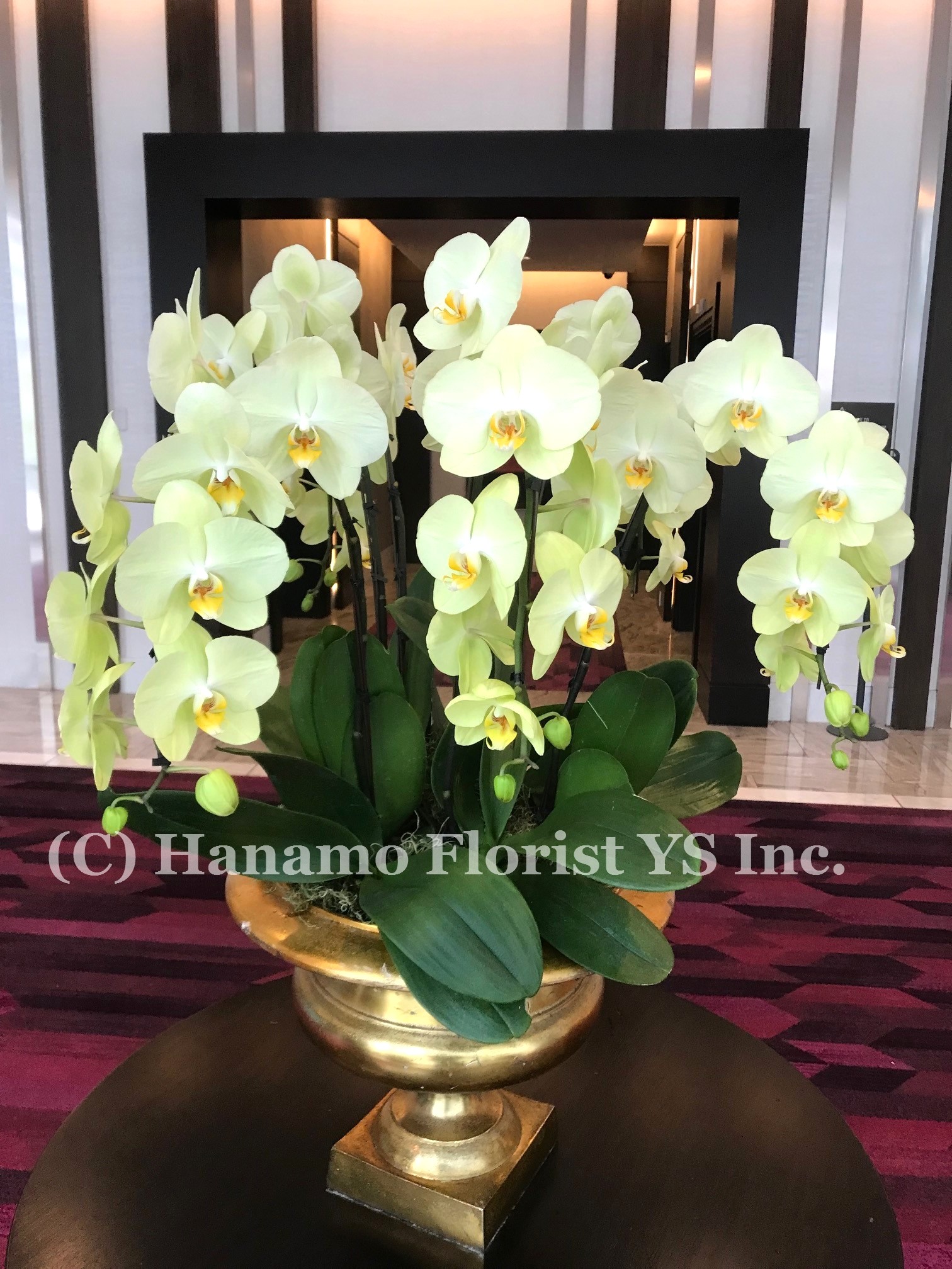 ORCH402 Lobby Yellow Orchid Plants Arrangement - Click Image to Close