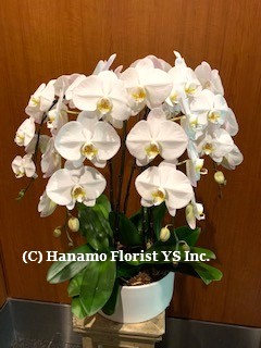 ORCH202 SALE! 4 Premium Waterfall White Orchids in Ceramic Pot