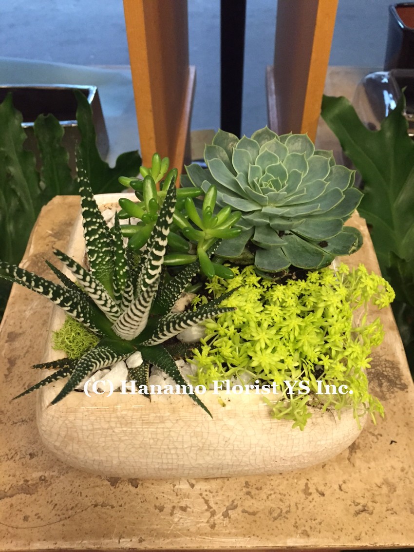 PLAN1129 Succulent arrangement in round ceramic bowl