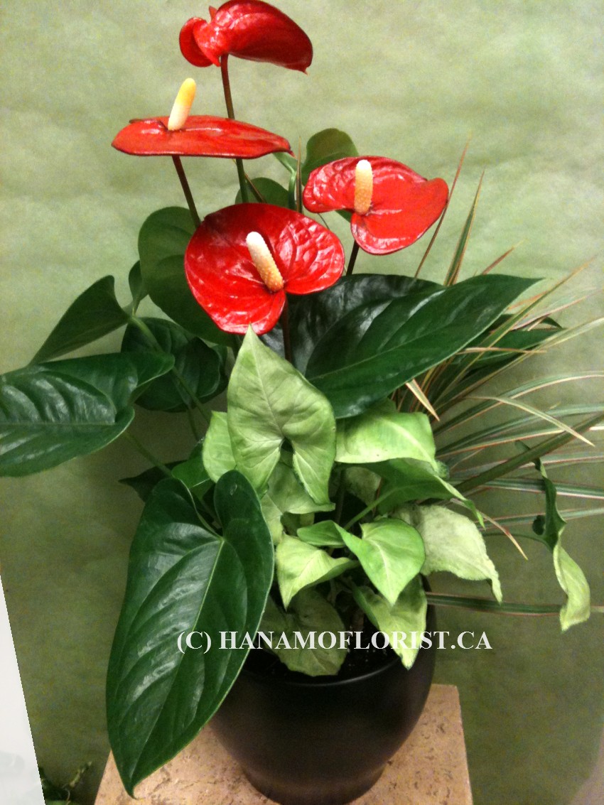 PLAN223 Mixed Anthurium Plants in 7 inch Pot
