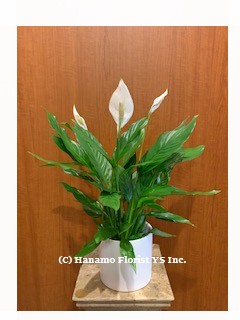 PLAN725 Air-Purifying Peace Lily Plant in Ceramic Pot - Click Image to Close