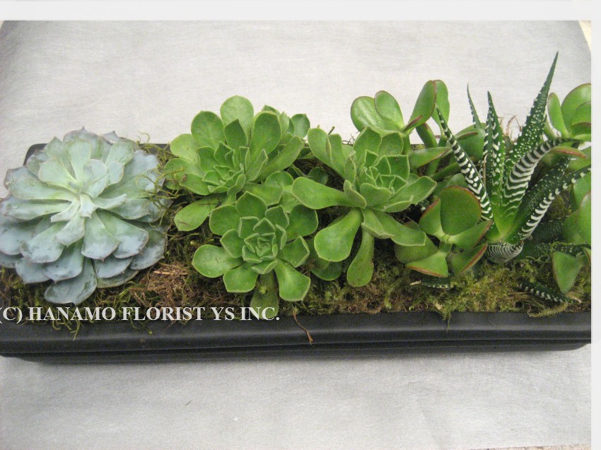 PLAN820 Succulents Zen Planter