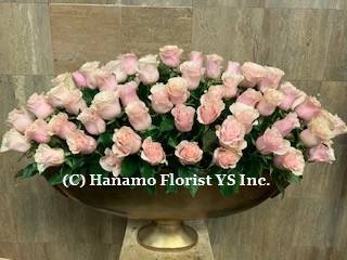 ROSE510 100 Roses in rental pot