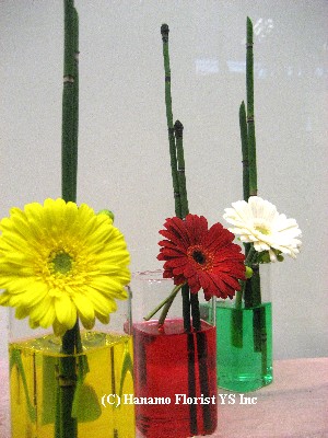 RECE001 3 Gerberas in Coloured Water (set of 3)
