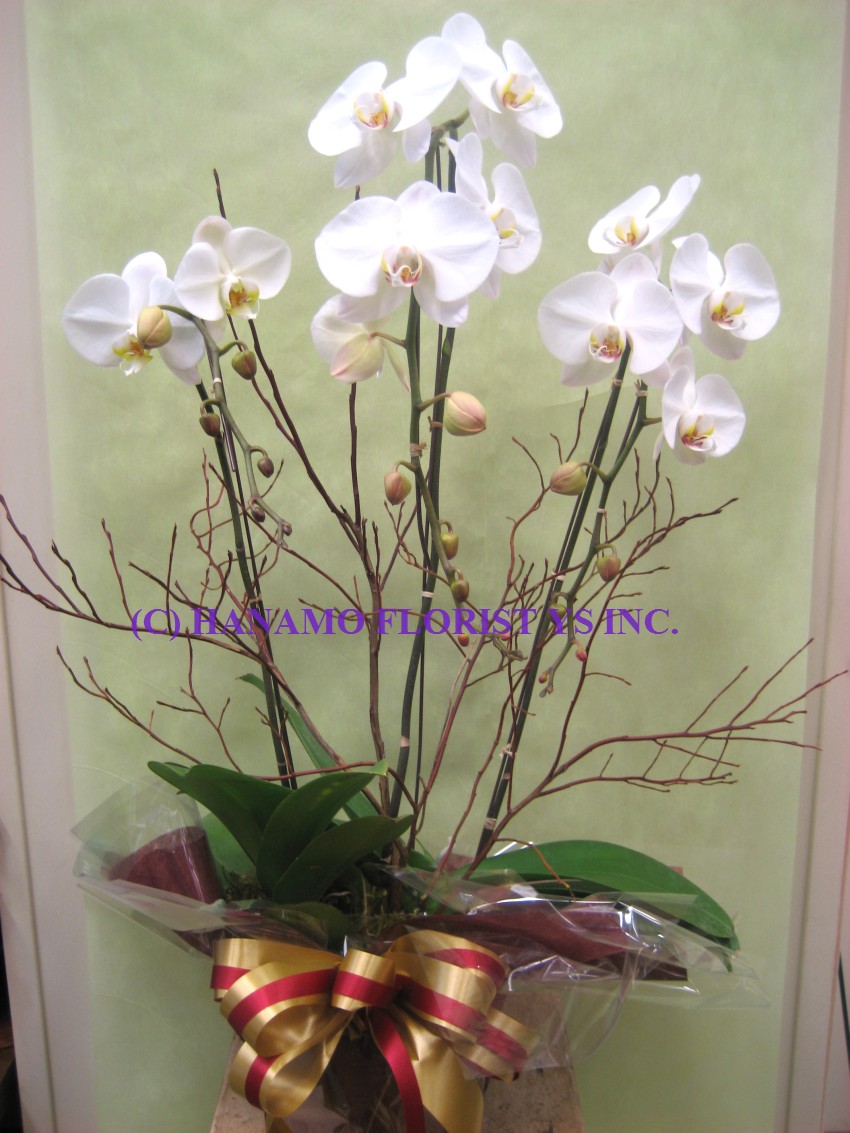 ORCH012 "Special Price!" 3 White Orchid Plants Gift Wrapped