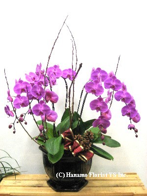 ORCH389 Sale ~ Five Premium Purple Orchids in a Ceramic Pot - Click Image to Close