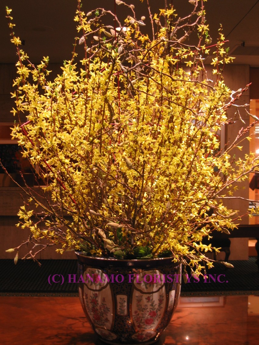 LOBB015 Forsythia Lobby - Click Image to Close