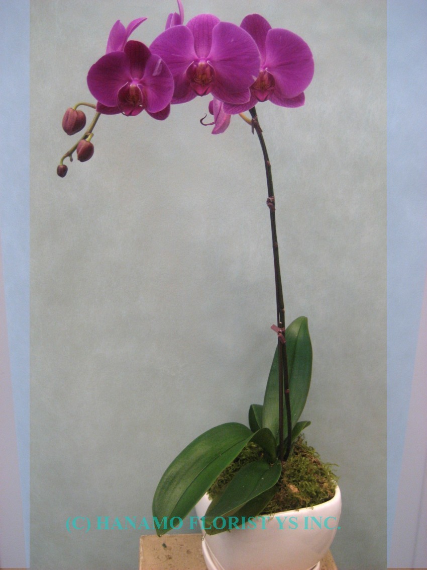 ORCH016 Quality Pink Orchid Plant in a pot