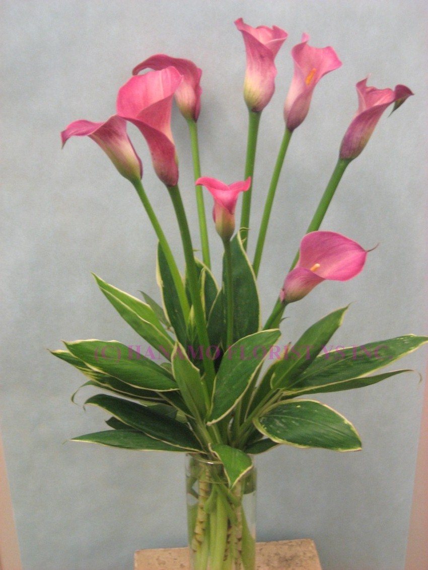 VASE063 Tall pink Calla Lily Vase