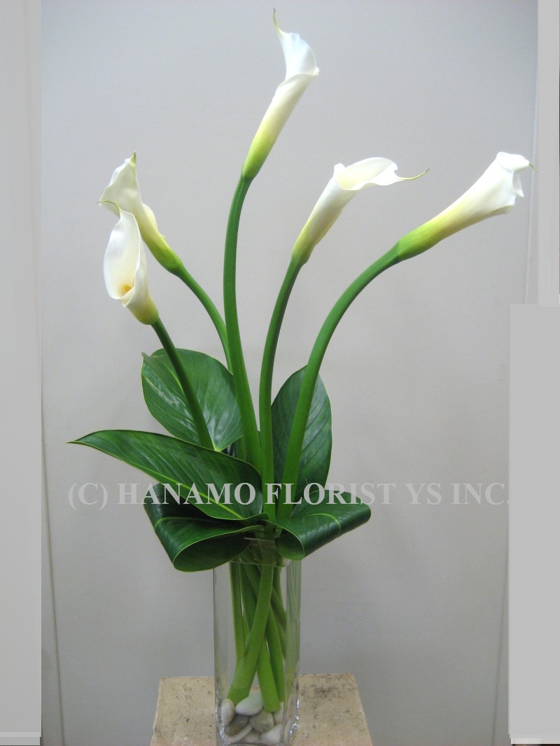 VASE058 Five Tall White Calla Lilies in a Vase