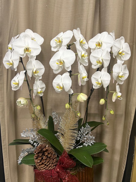 CMAS125 3 Large Festive White Orchids Pemium
