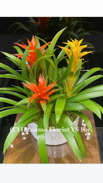 PLAN111 Bromelia Potted in a Ceramic Bowl Lg (3 plants)