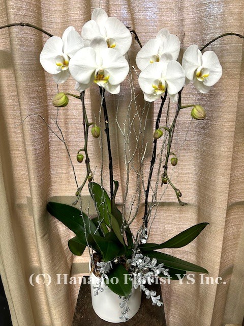 CMAS1212 Decorated 2 Premium Festive Orchids