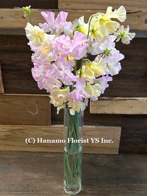 VASE341. Dozen Imported Sweet peas, colour may vary