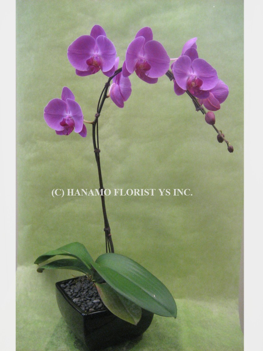 ORCH016. SALE! Waterfall Orchid Purple / Pink / Yellow in pot
