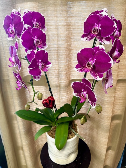 VORCH213 SALE! Valentine's Orchid