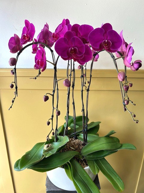 ORCH617. 6 Premium Large Purple Orchids in a Pot