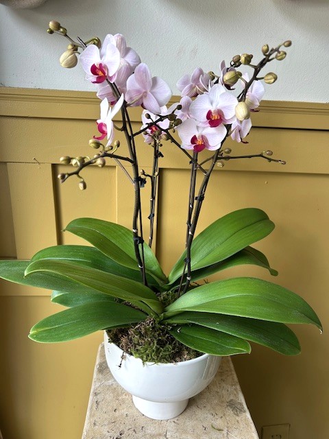 RCH619 4 stems (2 x double stem) Medium Orchids in Unique Pot