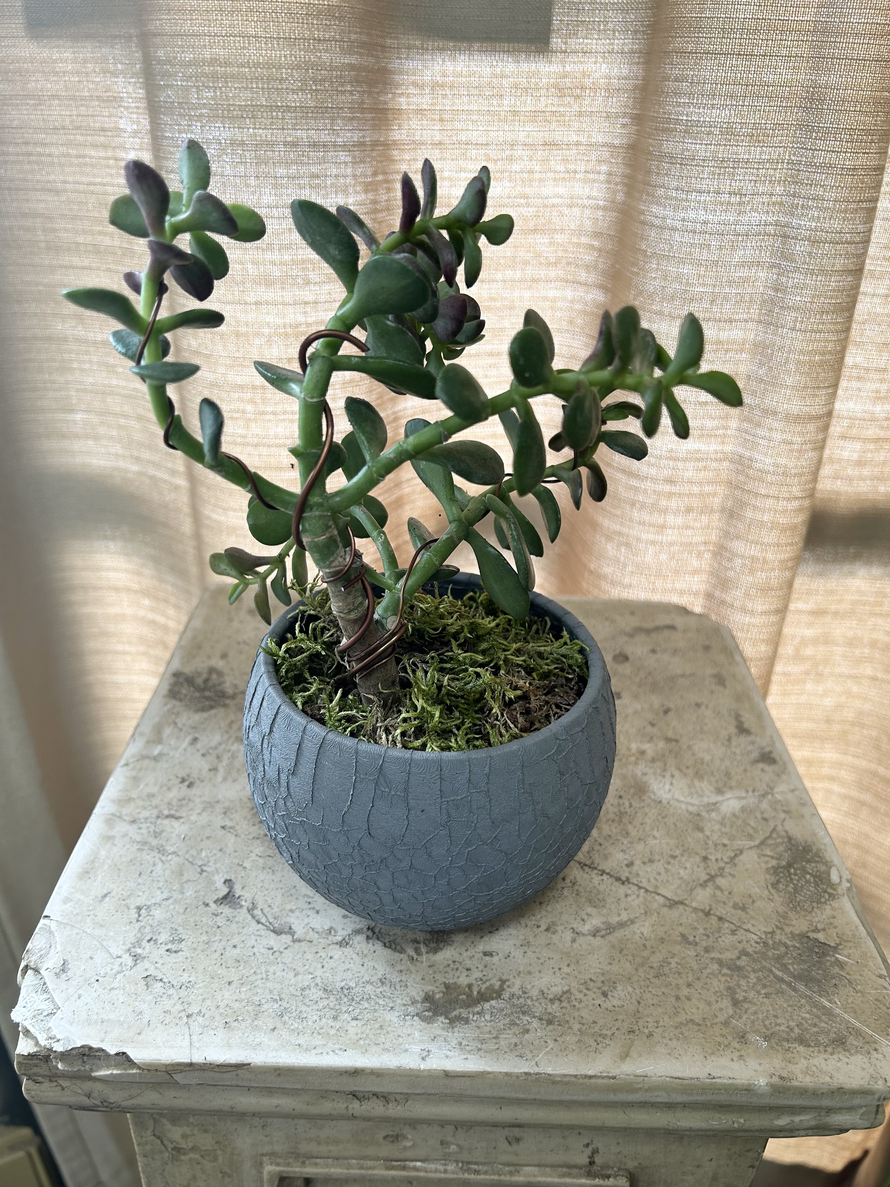BONS529 Bonsai style Jade Plant Mini