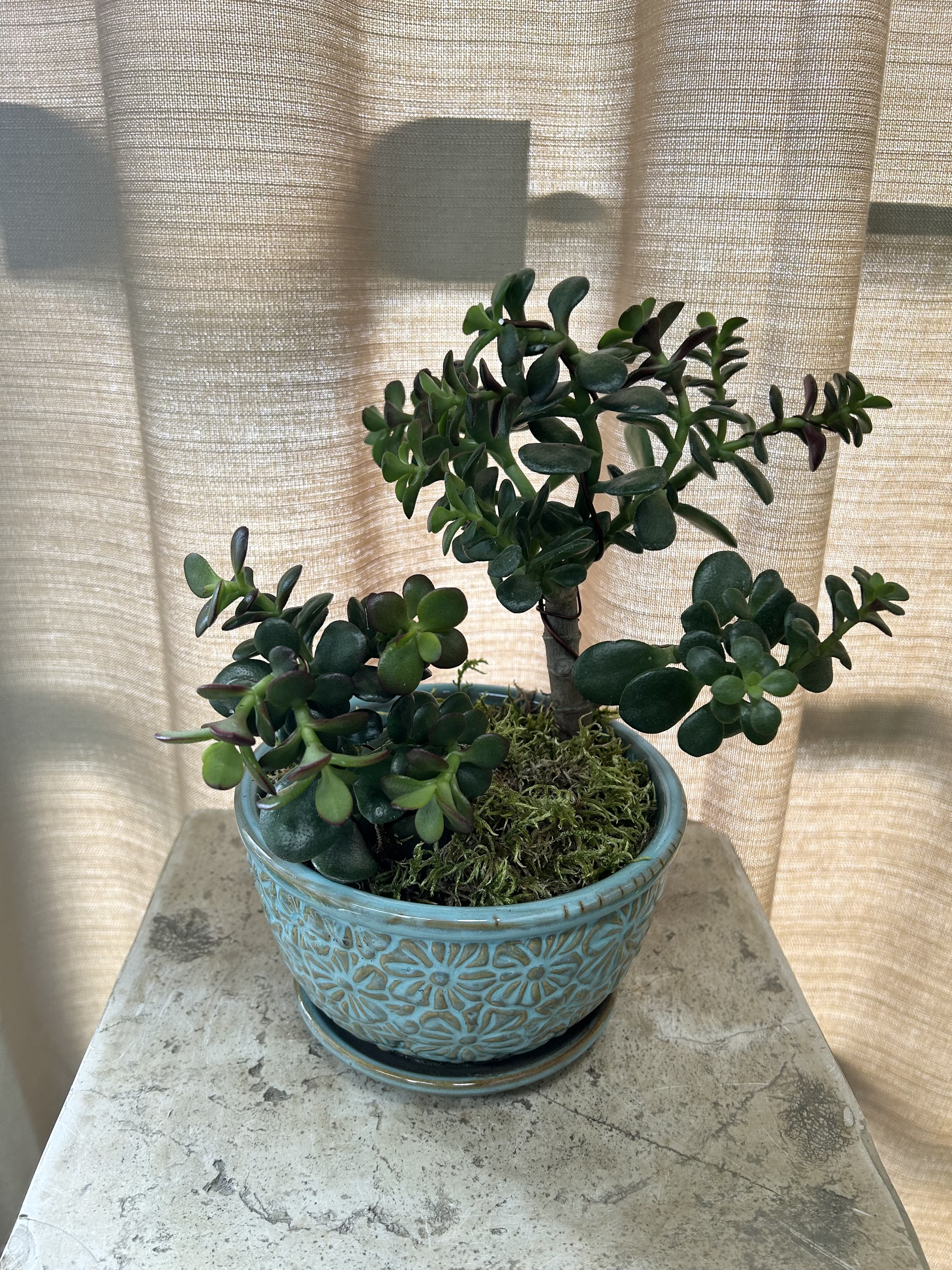 BONS530 Bonsai style Jade Plant Mini