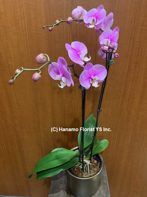 ORCH812 Double Stem 1 plant Medium Purple (Pink) Orchid