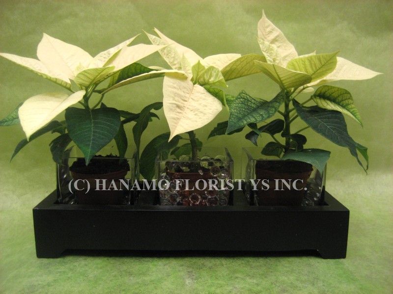 ZENC001 3pieces Zen Mini Poinsettias