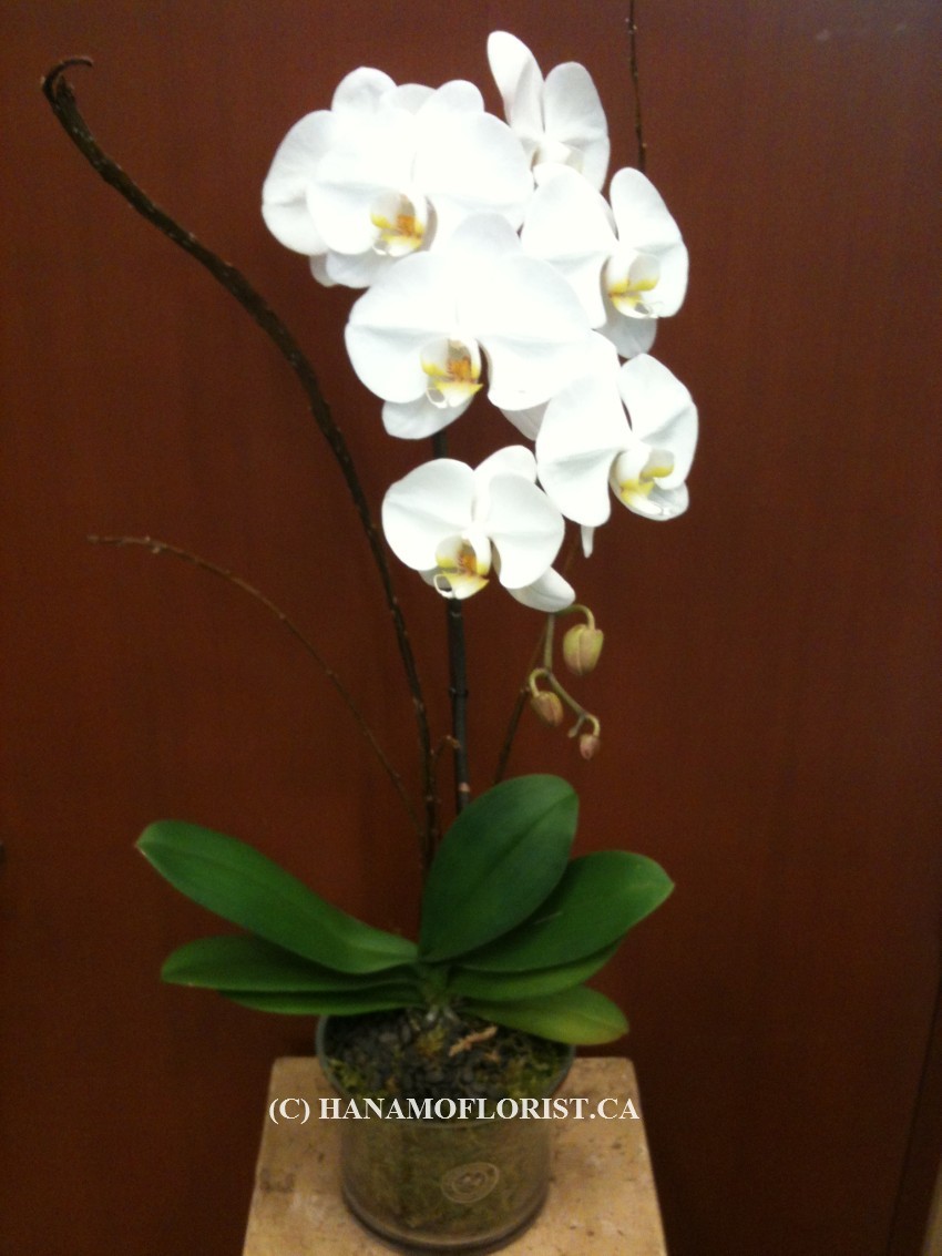 ORCH005 Premium Waterfall Orchid Plant White in Pot