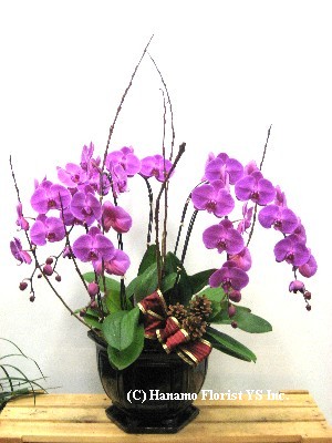 ORCH389 Sale ~ Five Premium Purple Orchids in a Ceramic Pot